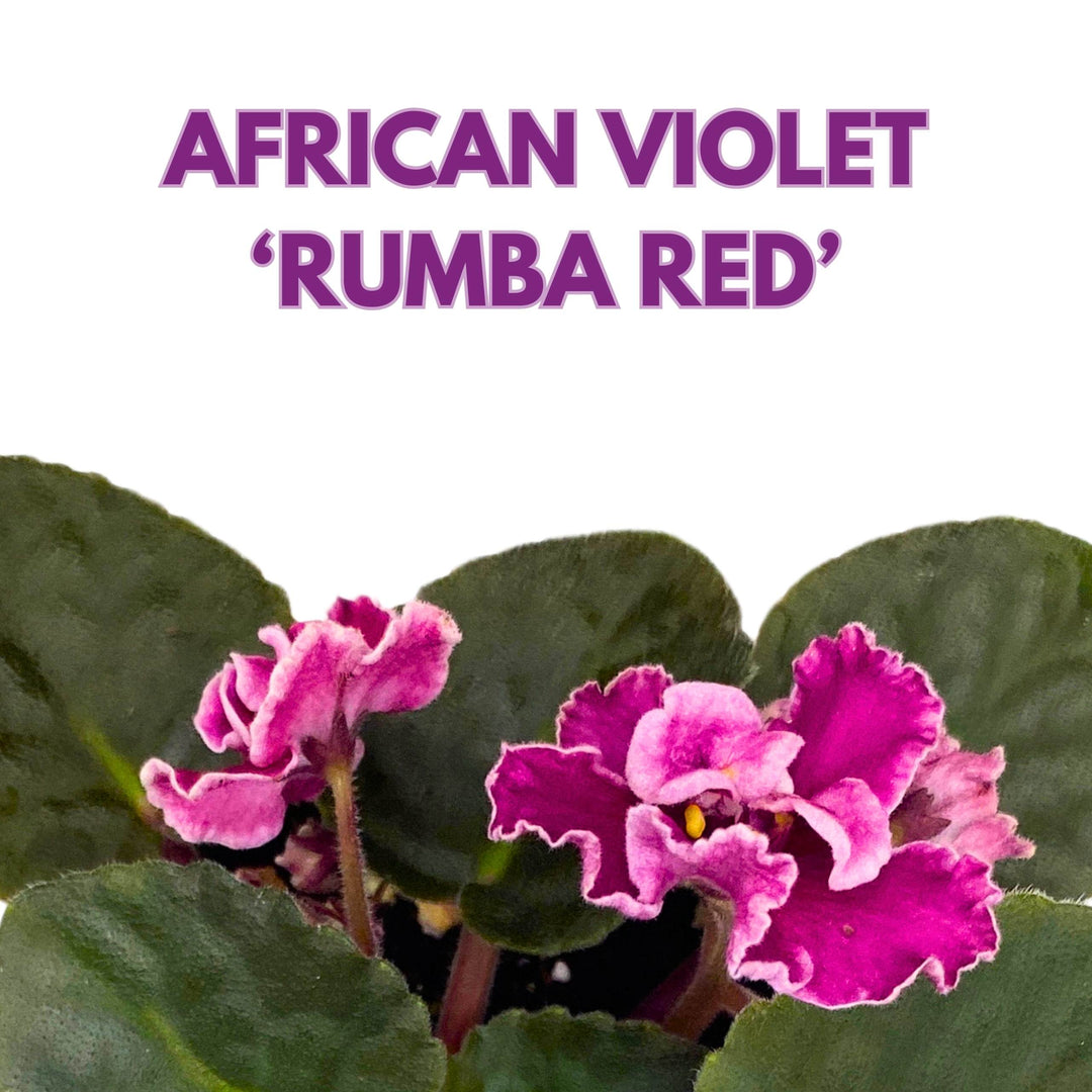 Rumba Red African Violet 4 inch