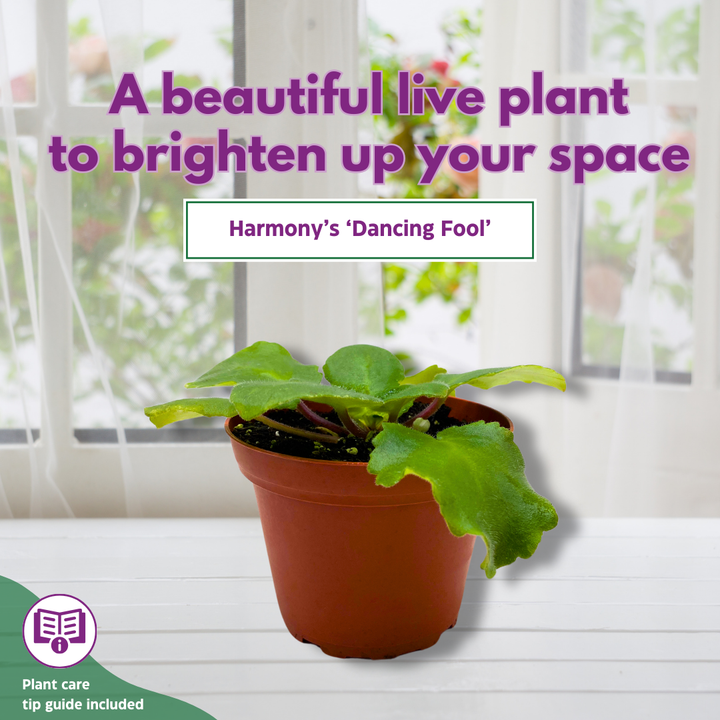 African Violet Harmony's Dancing Fool 4 inch White Flower