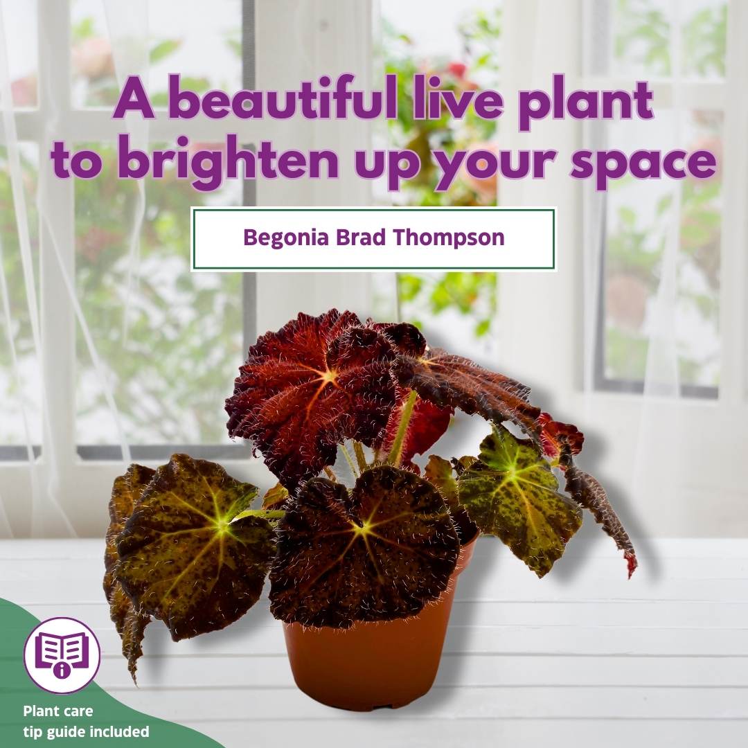 Begonia Brad Thompson 4 inch Rhizomatous