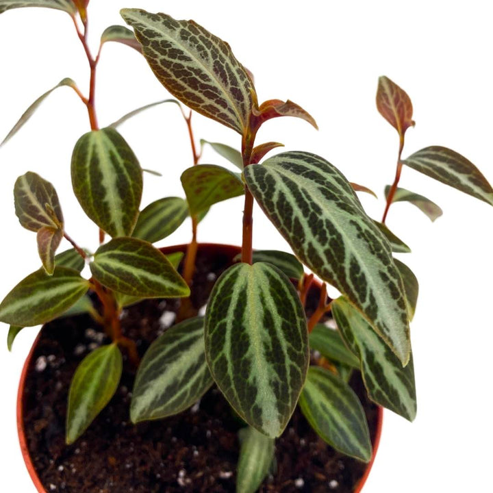 Peperomia Trinervis in a 2 inch pot