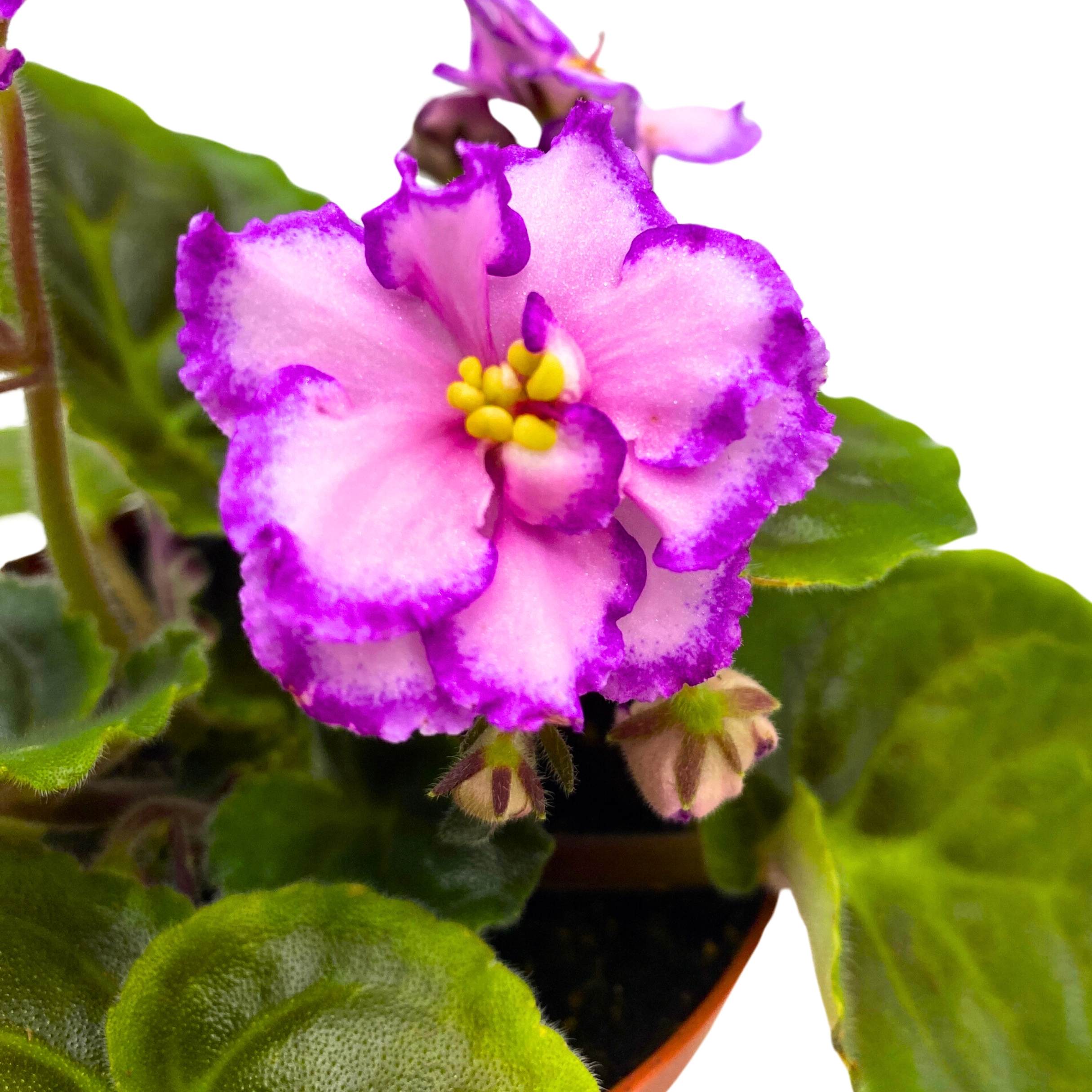 A Day in April African Violet Saintpaulia 4 inch – Harmony Foliage