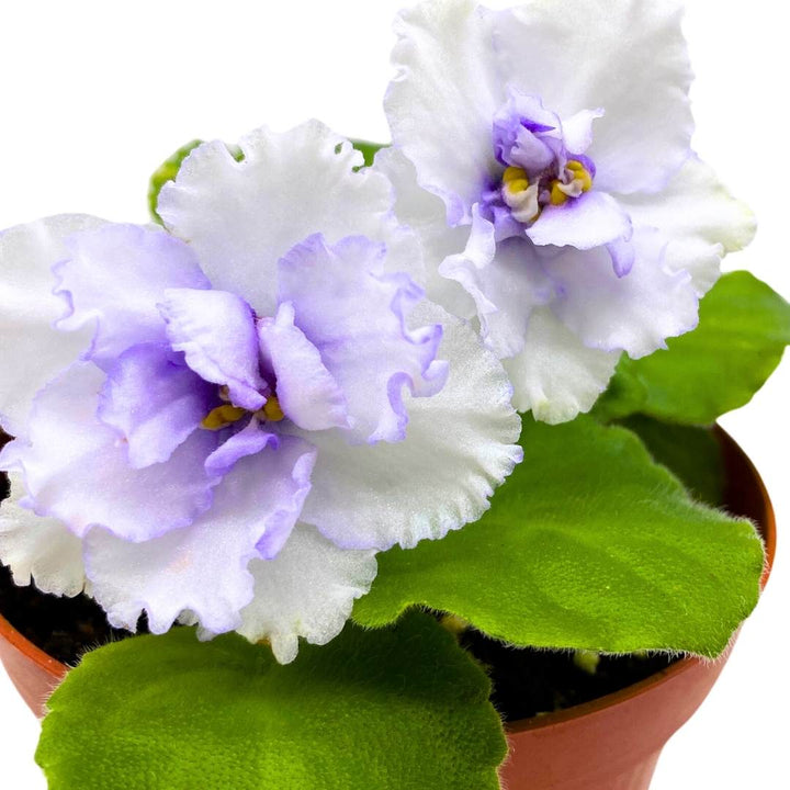 African Violet Cajun's Blueberry Hill 4 inch Gesneriad