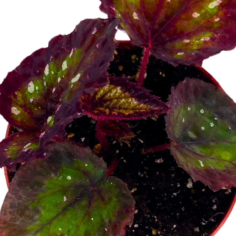 Harmony's Nightfall Begonia Rex 4 inch Dark Purple Green White dots
