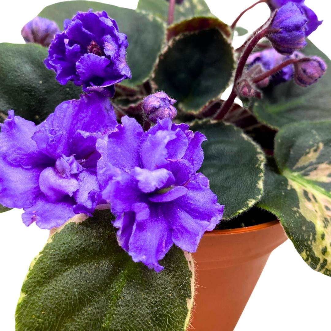 Variegated African Violet Whisper Blue, 4 inch, Blue Flower Saintpaulia Gesneriads