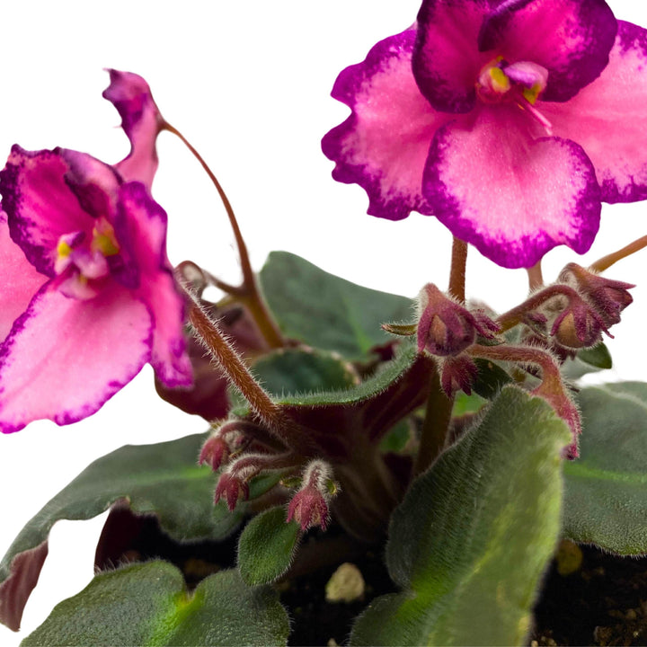 Cajun's Coujon African Violet Saintpaulia 4 inch