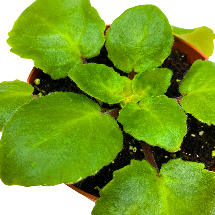 African Violet Harmony's Dancing Fool 4 inch White Flower