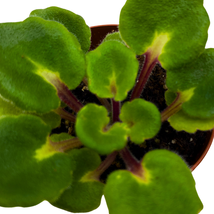 Mini African Violet Hunter's Snow Bunny 2 inch White Pink Flower