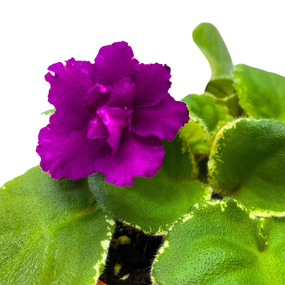 Ma's Soiree African Violet Saintpaulia 4 inch