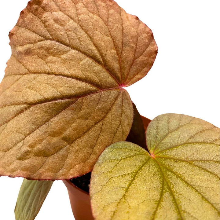 Begonia U508 4 inch Rhizomatous