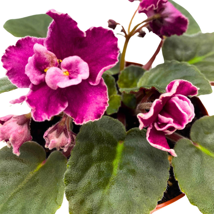 Rumba Red African Violet 4 inch