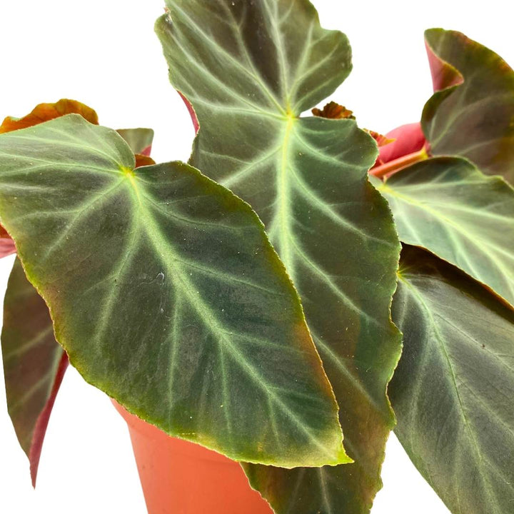 angularis Angel Wing Cane Begonia, 6 inch, Green Angel Wings