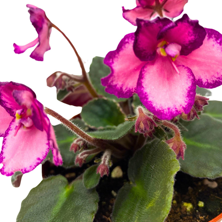 Cajun's Coujon African Violet Saintpaulia 4 inch