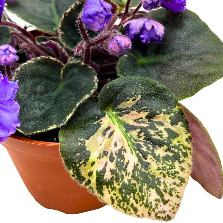 Variegated African Violet Whisper Blue, 4 inch, Blue Flower Saintpaulia Gesneriads