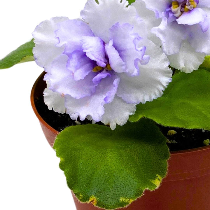 African Violet Cajun's Blueberry Hill 4 inch Gesneriad