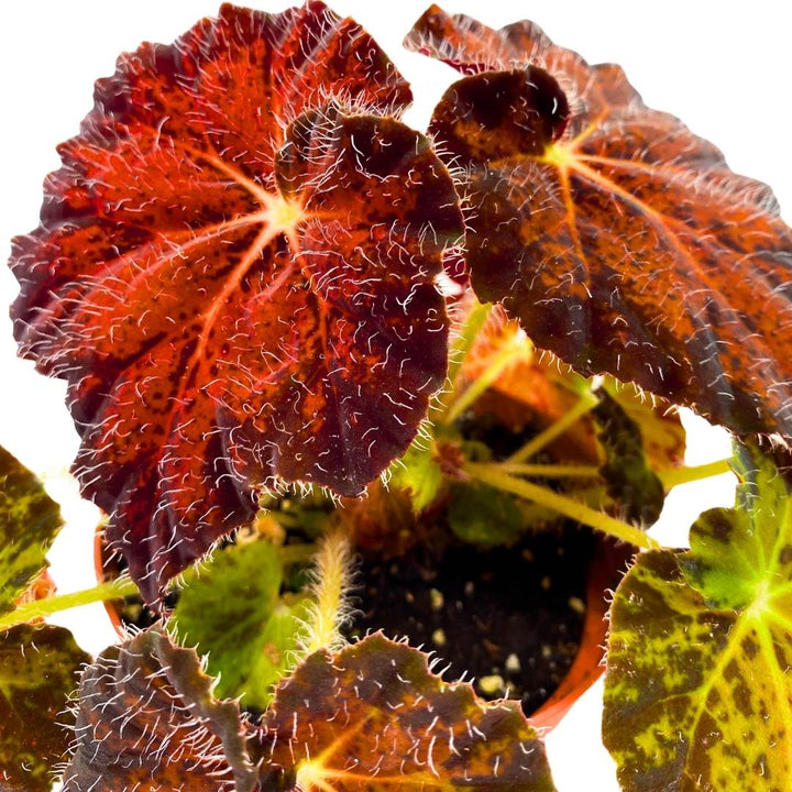 Begonia Brad Thompson 4 inch Rhizomatous