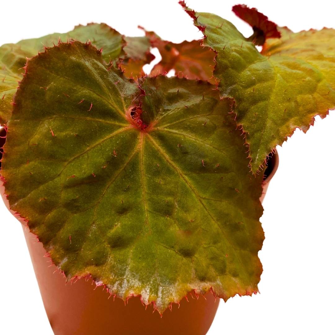 Begonia Midnight Magic 6 inch Brown Green Rhizomatous Rhizo