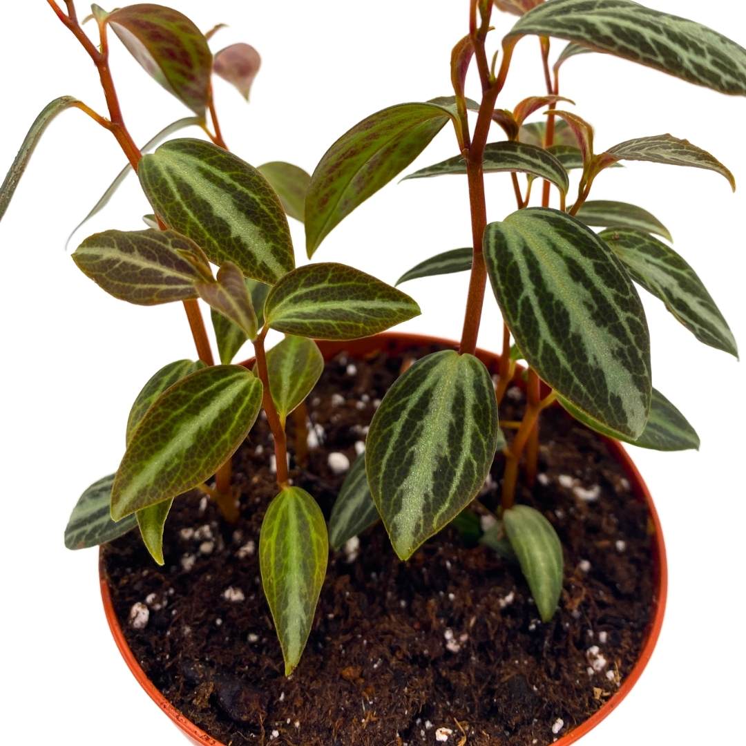 Peperomia Trinervis in a 2 inch pot