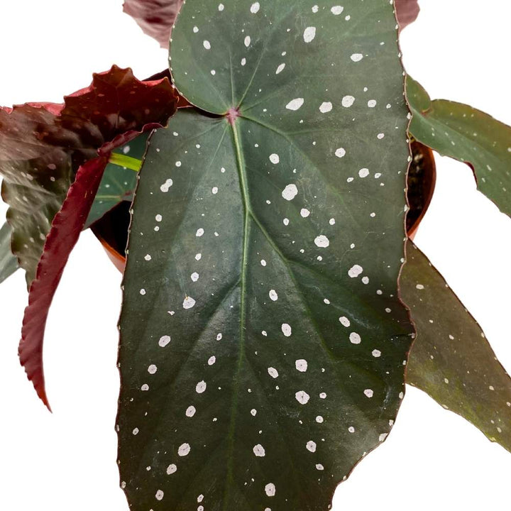 Harmony's Dark Angel, Angel Wings Polka dot Begonia Rex, 6 inch, Very Rare Homegrown Exclusive Unique Variegated Begonia