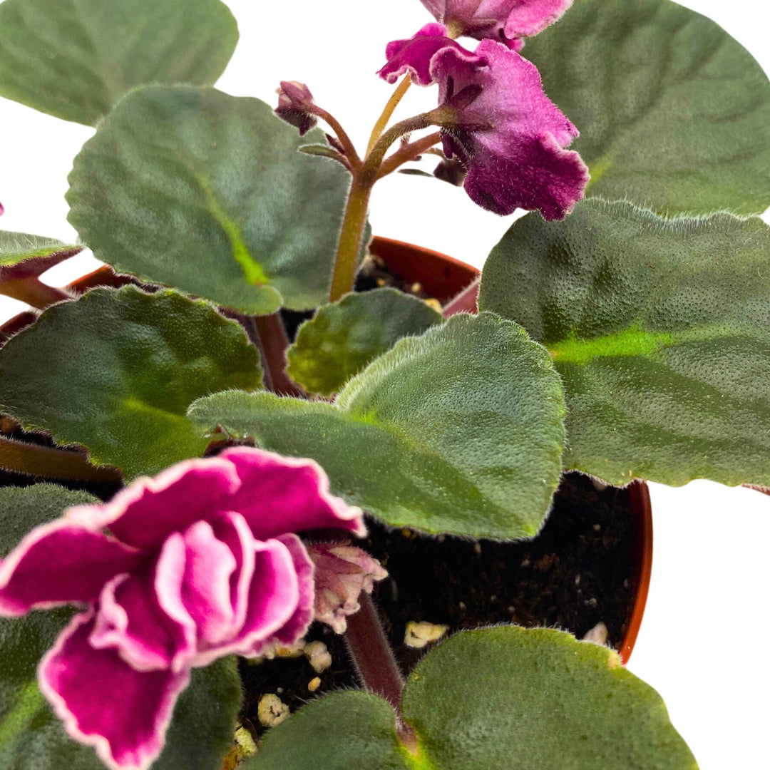 Rumba Red African Violet 4 inch