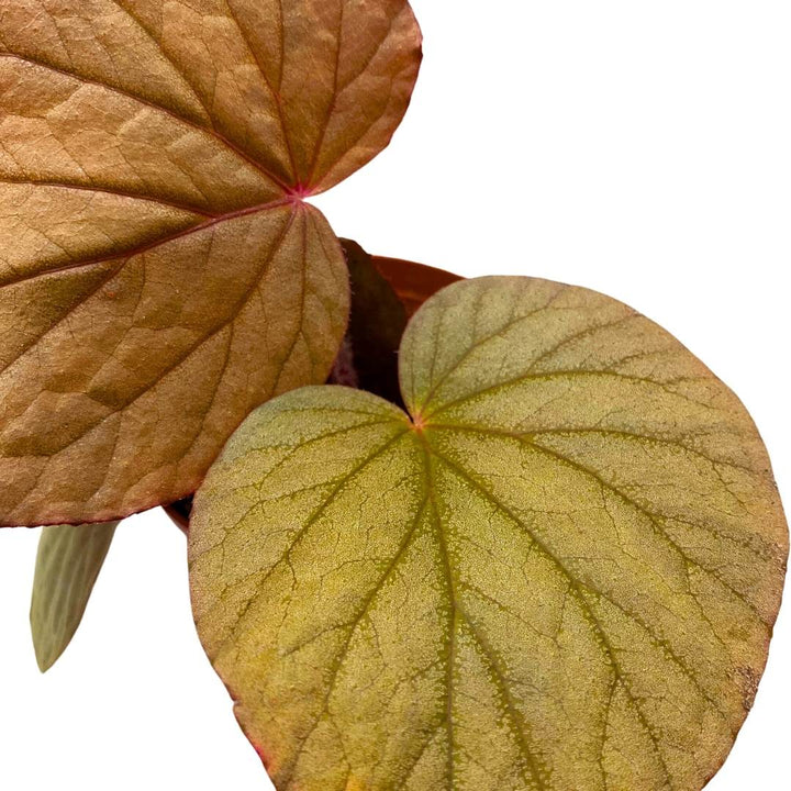 Begonia U508 4 inch Rhizomatous