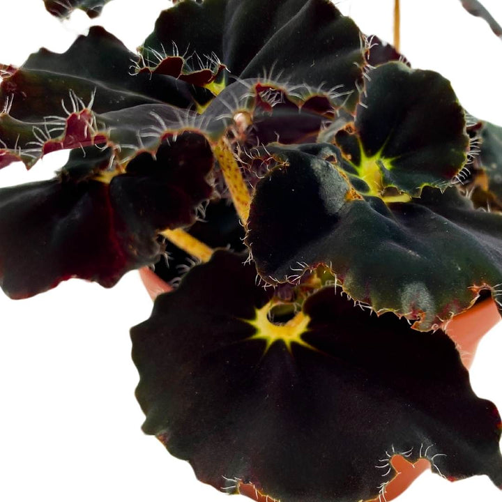 Begonia Dark Mambo Rhizomatous Rhizo in a 4 inch Black Round Leaves