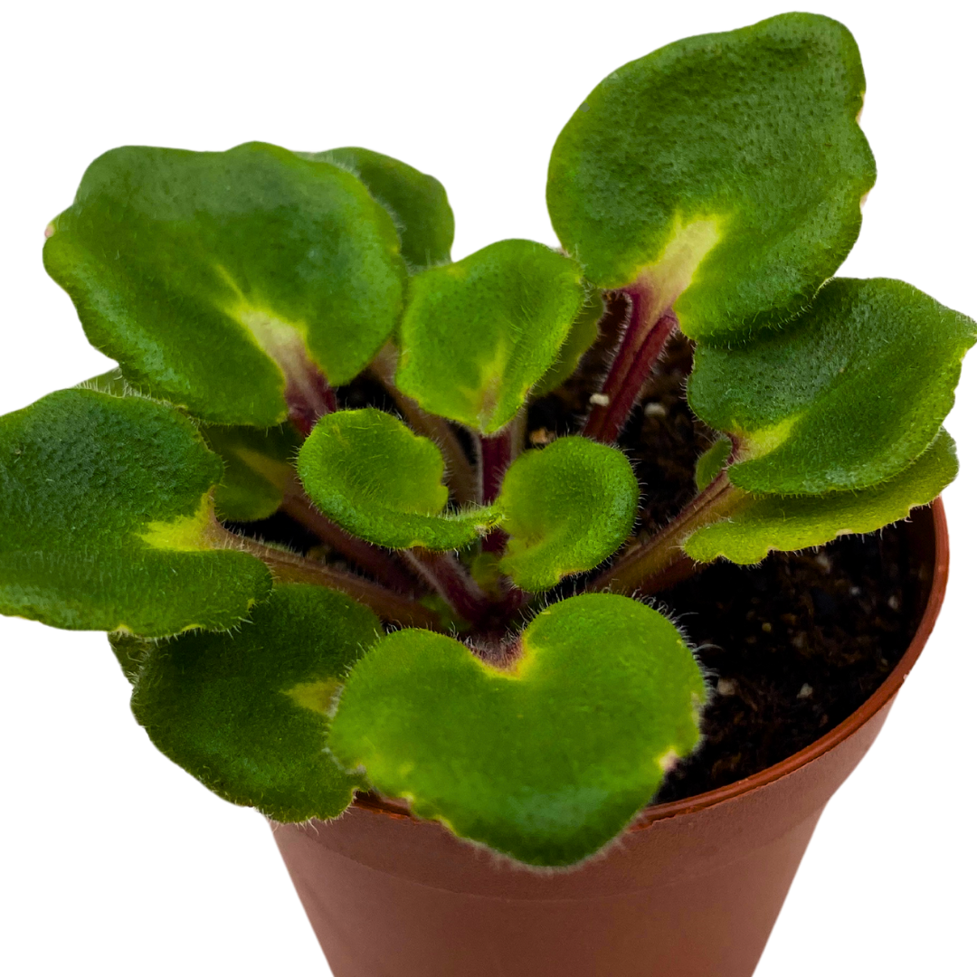Mini African Violet Hunter's Snow Bunny 2 inch White Pink Flower