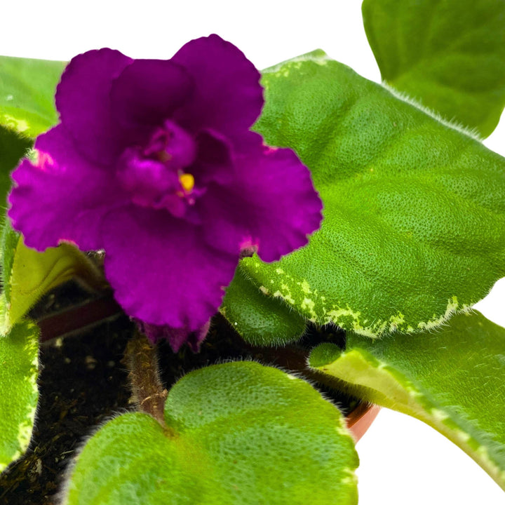 Ma's Soiree African Violet Saintpaulia 4 inch