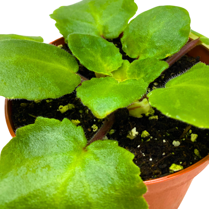 African Violet Harmony's Dancing Fool 4 inch White Flower