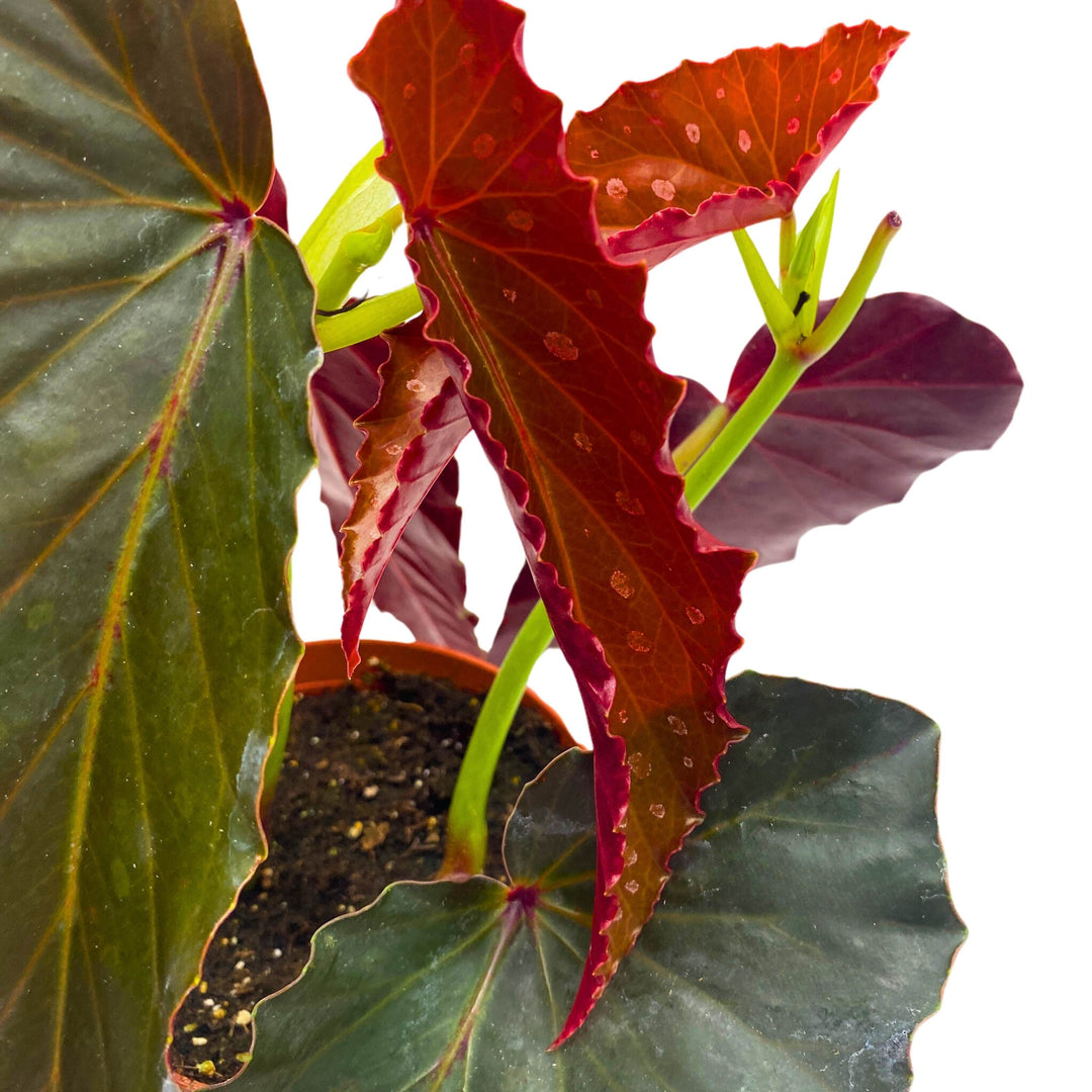 Harmony's Slither Angel Wing Begonia 4 inch