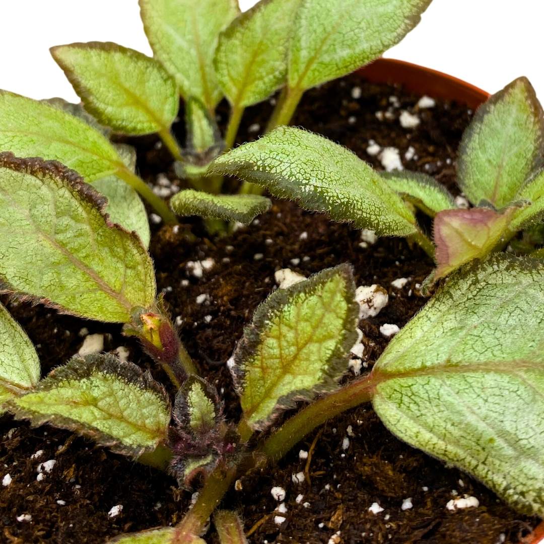 Episcia Silver Skies Flame Violet 4 inch