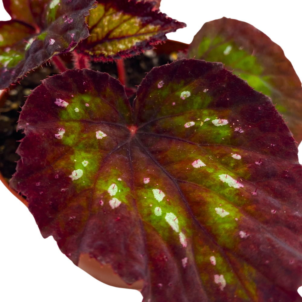 Harmony's Nightfall Begonia Rex 4 inch Dark Purple Green White dots