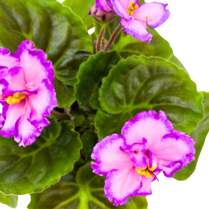 A Day in April African Violet Saintpaulia 4 inch