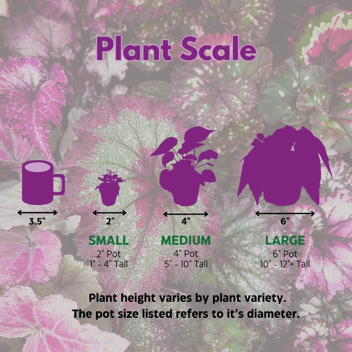 Begonia Rhizo 'Unique' Rhizomatous in a 6 inch Pot Green Gnarly Variety