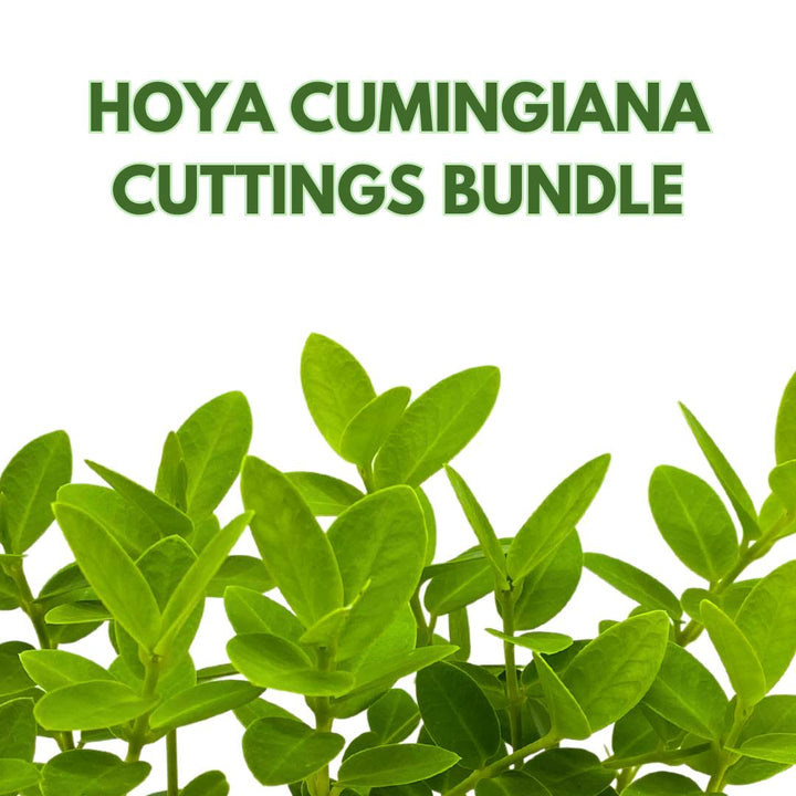 Hoya Cumingiana Cuttings 50 Nodes