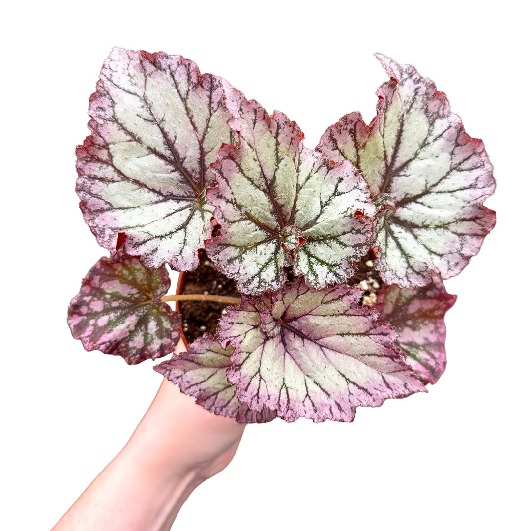 [PRE-ORDER] Harmony's Pink Armageddon in a 4 inch Pot