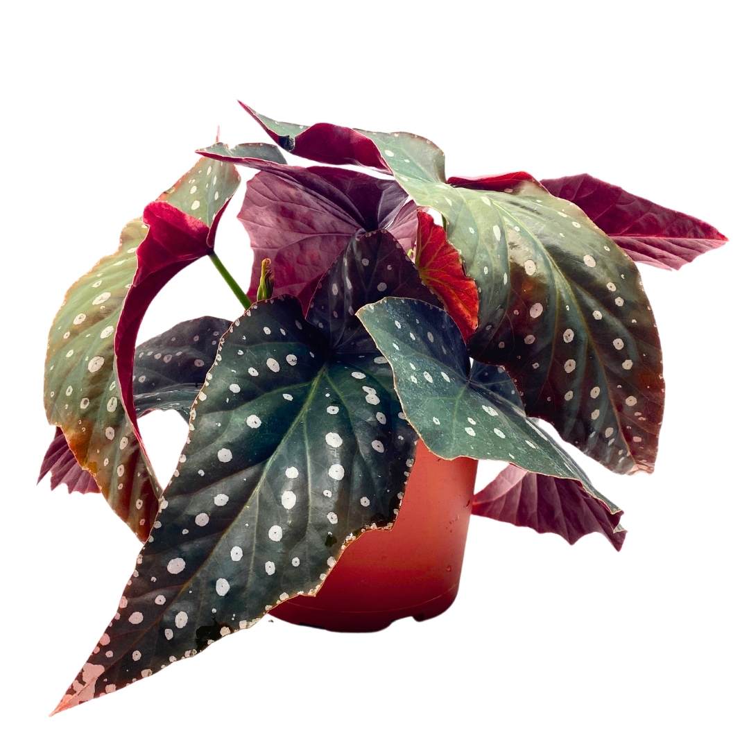 Harmony's Tsunami Angel Wing Cane Begonia 6 inch Large Long leaf polka dot border