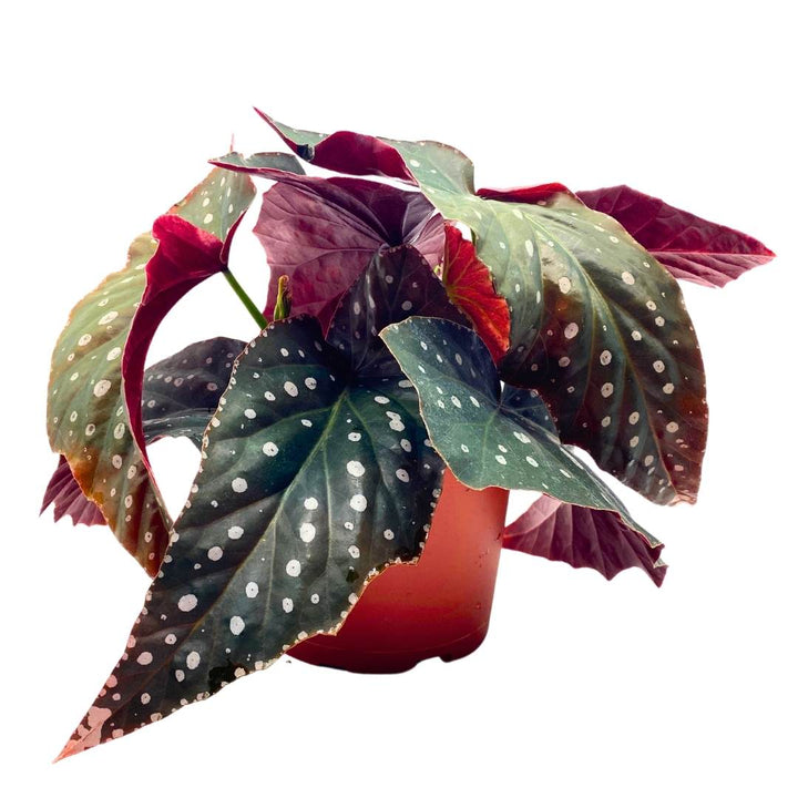 Harmony's Tsunami Angel Wing Cane Begonia 6 inch Large Long leaf polka dot border