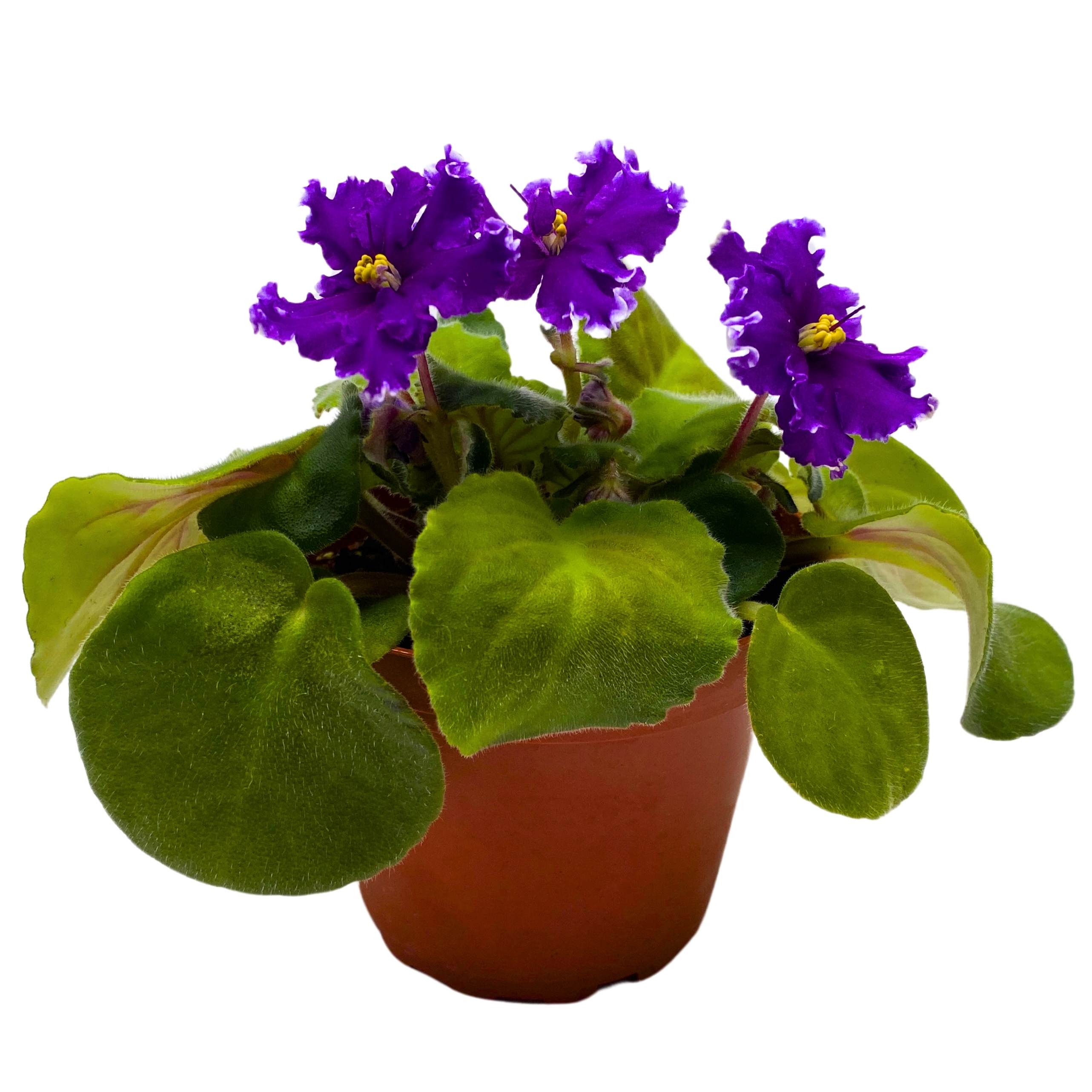 AV Napoleon African Violet Saintpaulia 4 inch – Harmony Foliage