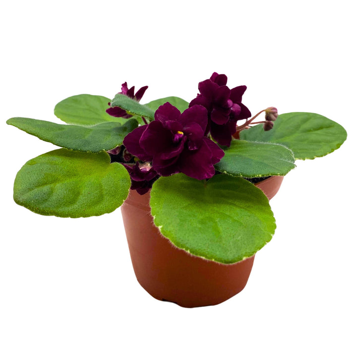 Pow Wow Variegated African Violet 4 inch