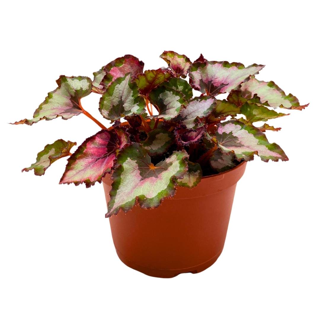 Begonia Curly Red Robin 6 inch Red Gray Curly