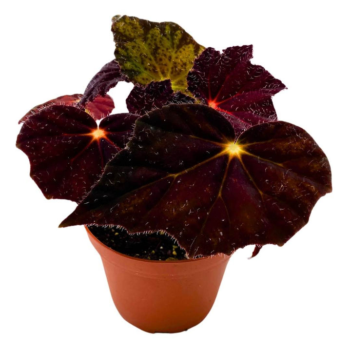 Begonia Night Eyes 4 inch Rhizomatous