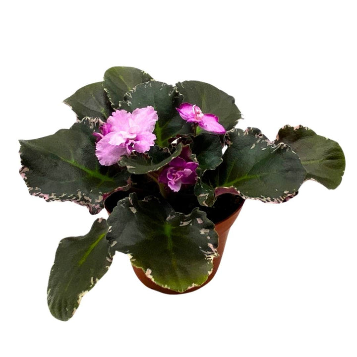 Wrangler's Dixie Celebration Variegated African Violet, 4 inch, Gesneriad Light Pink Flower Dark Pink Blushes