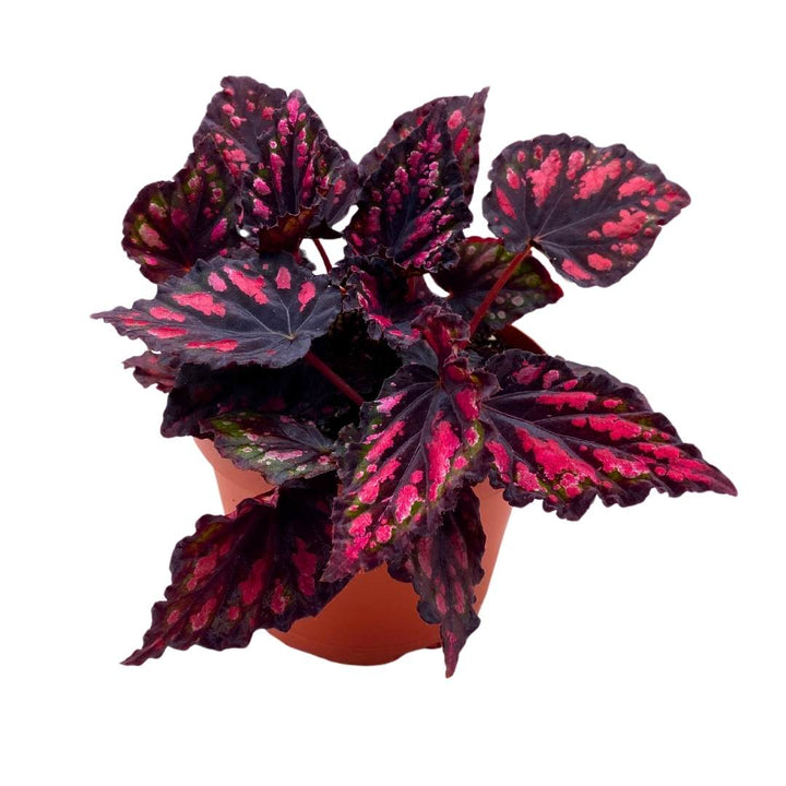 Begonia Rex Etna in a 6 inch Pot Black Red Spots