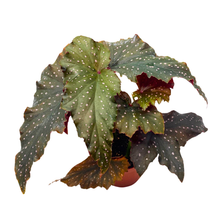 Little Miss Mummey Angel Wing Begonia 4 inch