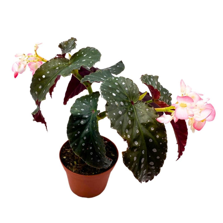 Angel Wing Cane Begonia Harmony's Muse 4 inch