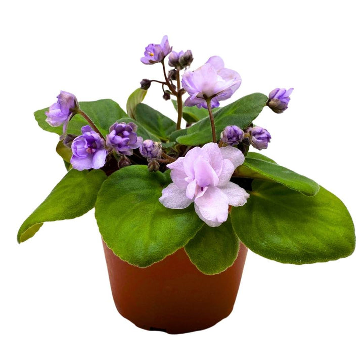 African Violet Smokey Moon 4 inch Gesneriad