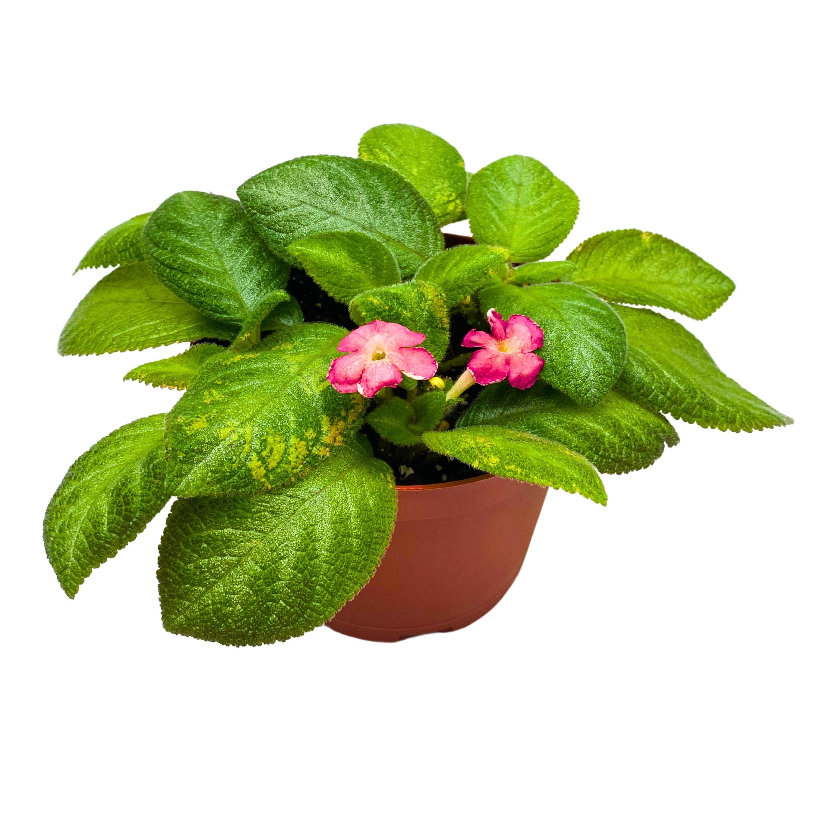 ねるエピスシア フェイディドジェイド　大株　Episcia Episcia Lil Lemon Green Flame Violet 6 inch – Harmony Foliage