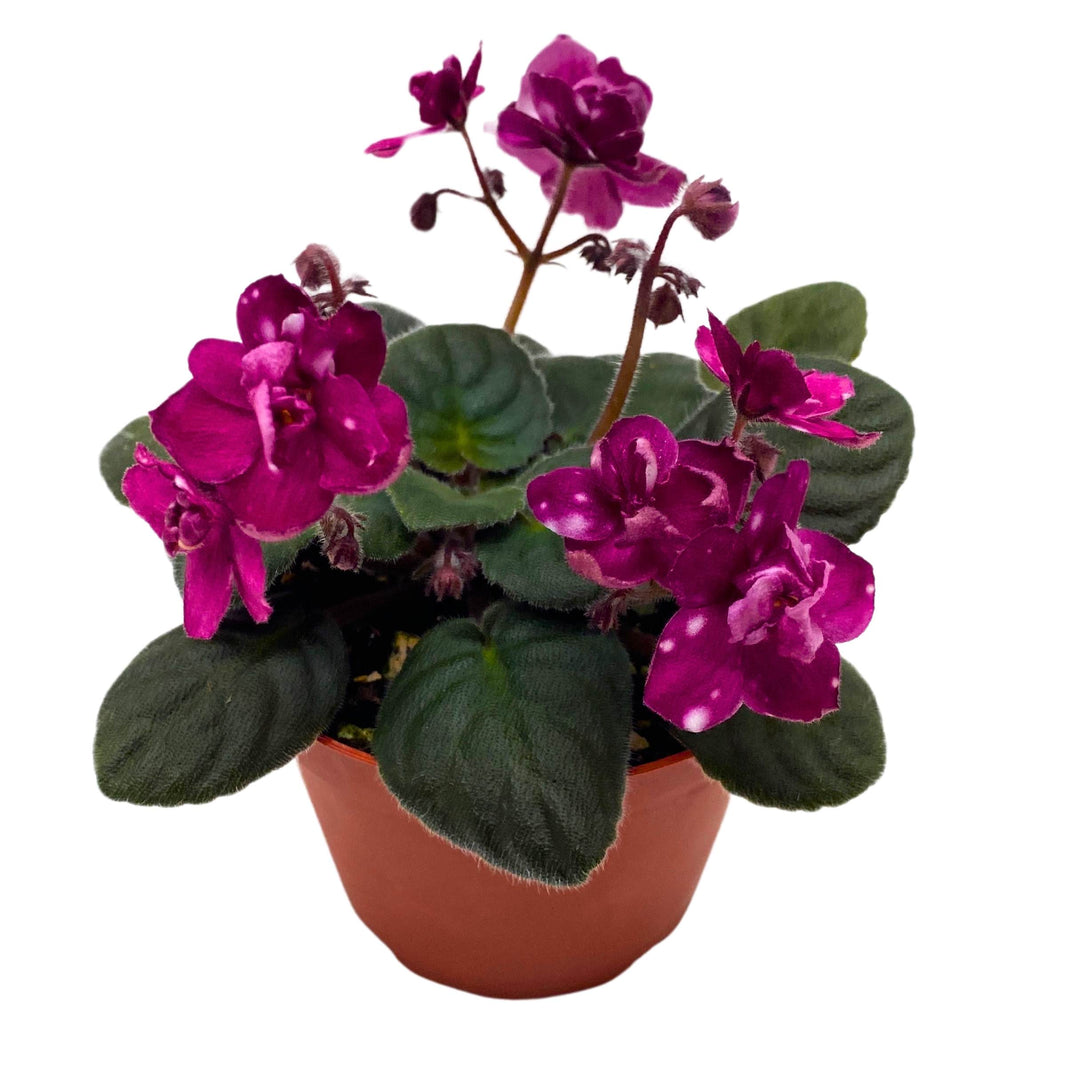 Hunter's Fire and Ice African Violet Saintpaulia 4 inch