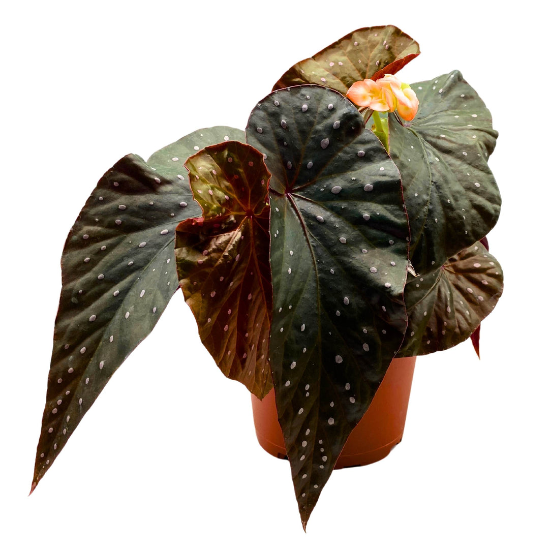 Harmony's Aurora Angel Wing Cane Begonia 4 inch