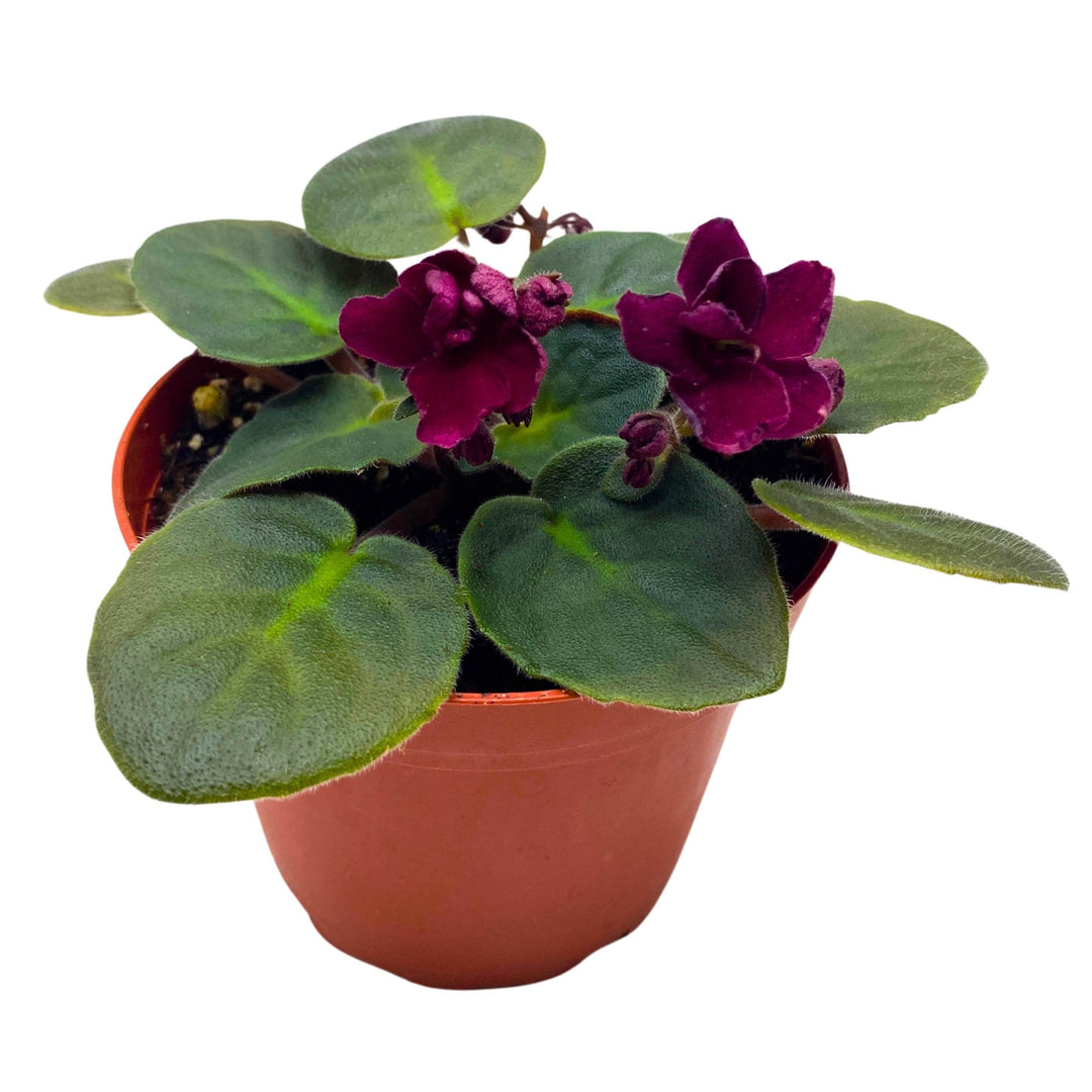 Tomahawk African Violet Saintpaulia 4 inch